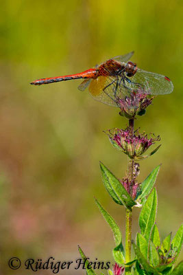 Sympetrum flaveolum (Gefleckte Heidelibelle) Männchen, 29.8.2018