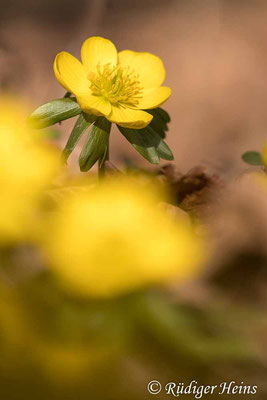 Eranthis hyemalis (Winterling), 22.2.2021