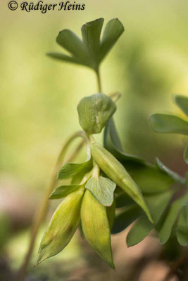 Corydalis intermedia (Mittlerer Lerchensporn), 11.4.2020