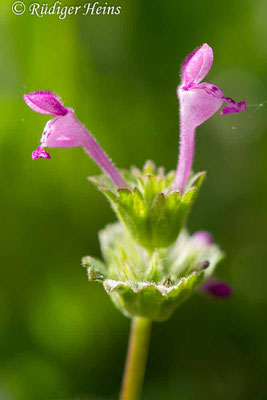 Lamium amplexicaule (Stängelumfassende Taubnessel), 8.5.2020