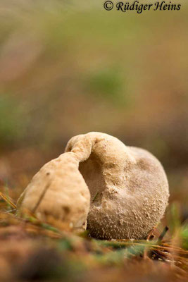 Lycoperdon excipuliforme (Beutel-Stäubling), 26.10.2017