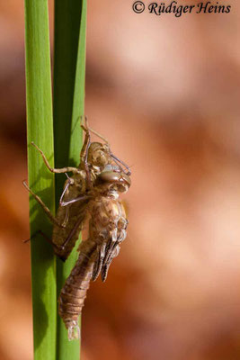 Cordulia aenea (Falkenlibelle) Schlupf, 2.5.2010