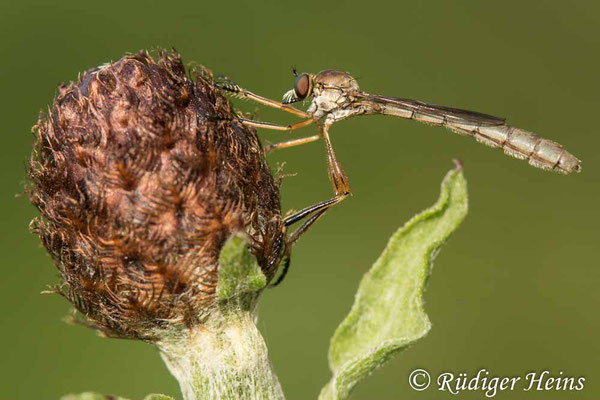 Leptogaster cylindrica (Gemeine Schlankfliege) Weibchen, 21.6.2020