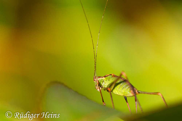 Leptophyes punctatissima (Punktierte Zartschrecke) Männchen, 15.10.2019