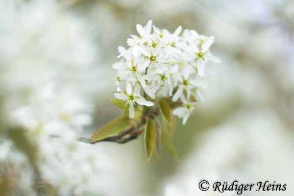 Amelanchier ovalis (Gewöhnliche Felsenbirne), 16.4.2025