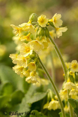 Primula elatior (Hohe Schlüsselblume), 9.4.2011