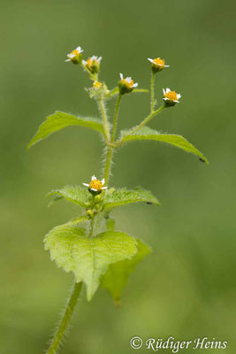 Galinsoga parviflora (Kleinblütiges Franzosenkraut)