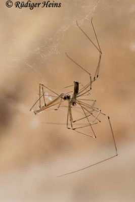 Pholcus phalangioides (Große Zitterspinne)