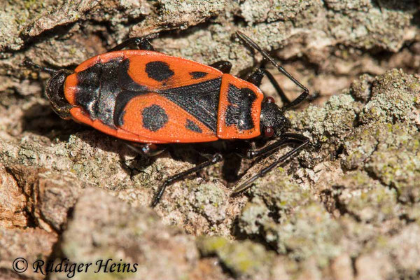 Pyrrhocoris apterus (Gemeine Feuerwanze)