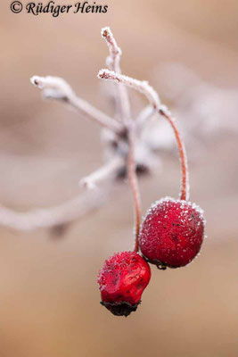 Crataegus monogyna (Eingriffeliger Weißdorn), 27.11.2018