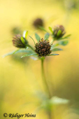 Bidens tripartita (Dreiteiliger Zweizahn)