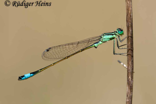 Ischnura elegans (Große Pechlibelle) Männchen, 8.6.2008