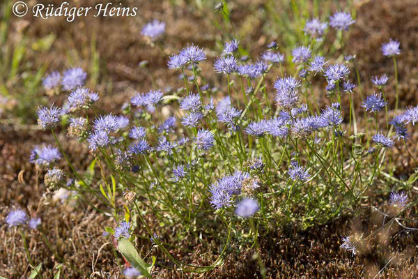 Jasione montana (Berg-Sandglöckchen), 15.7.2024