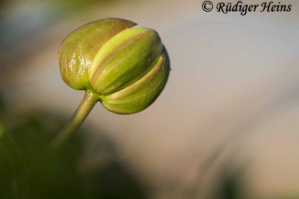 Echter Kapernstrauch (Capparis spinosa) ältere Knospe, 26.5.2022 - Makroobjektiv 180mm f/3.5