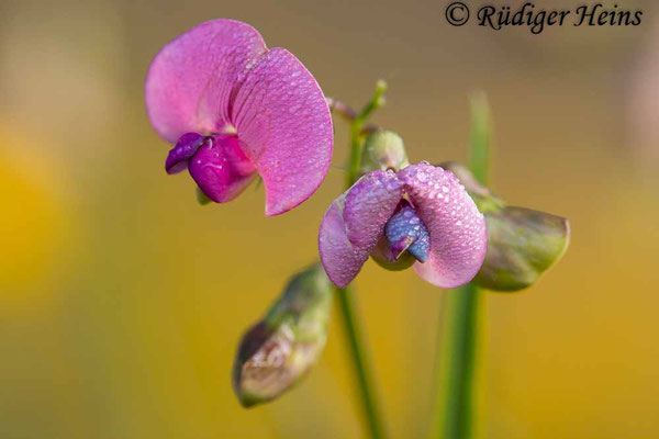 Lathyrus sylvestris (Wilde Platterbse)