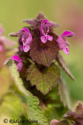 Lamium purpureum (Purpurrote Taubnessel), 9.4.2019