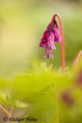 Dicentra eximia (Zwerg-Herzblume), 30.4.2016