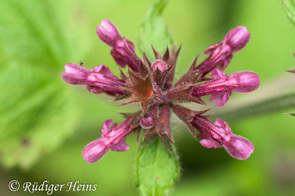 Stachys sylvatica (Wald-Ziest), 21.6.2009