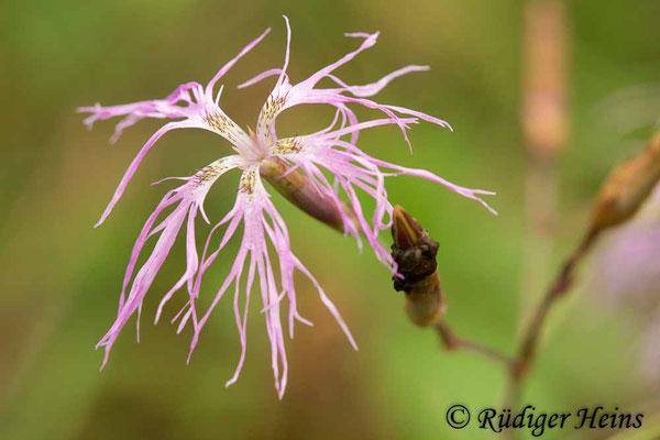 Dianthus superbus (Prachtnelke), 23.9.2018