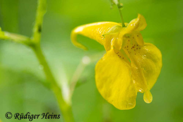 Impatiens noli-tangere (Großes Springkraut), 27.7.2023