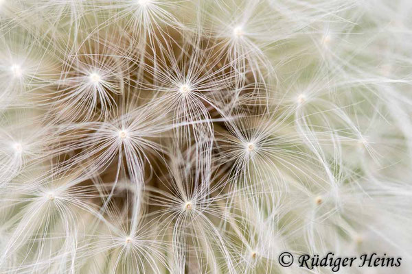 Taraxacum officinale (Gewöhnlicher Löwenzahn)
