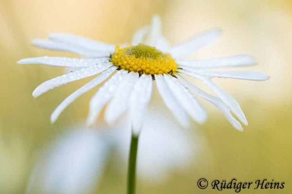 Tripleurospermum inodorum (Geruchlose Kamille)
