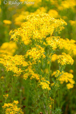 Senecio jacobaea (Jakobs-Greiskraut)