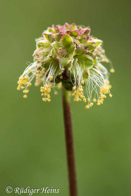 Sanguisorba minor (Kleiner Wiesenknopf)