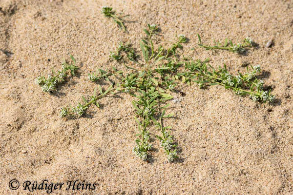 Corrigiola litoralis (Gemeiner Hirschsprung), 20.8.2024