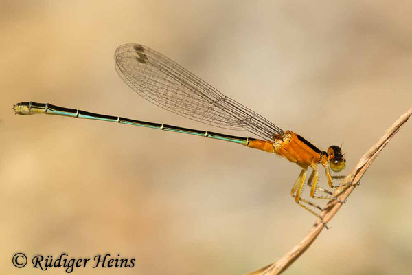 Ischnura senegalensis (Senegal-Pechlibelle) Weibchen, 26.1.2023