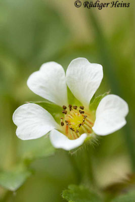 Potentilla sterilis (Erdbeer-Fingerkraut)