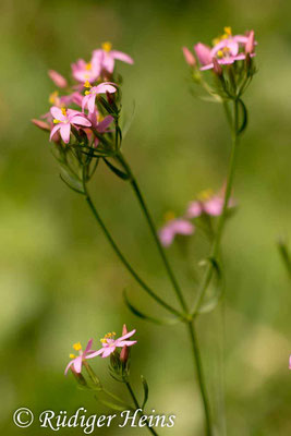 Centaurium erythraea (Echtes Tausendgüldenkraut), 7.7.2017