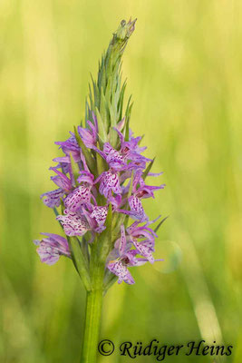 Dactylorhiza maculata (Geflecktes Knabenkraut), 28.6.2015