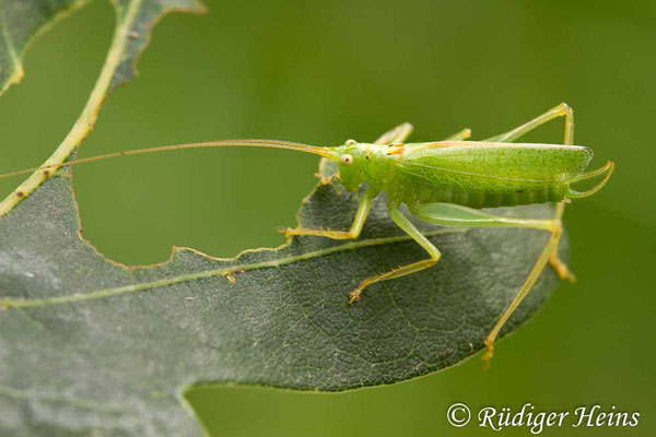 Meconema thalassinum (Gemeine Eichenschrecke) Männchen, 3.8.2019