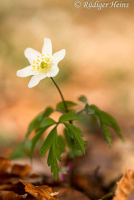 Anemone nemorosa (Buschwindröschen)