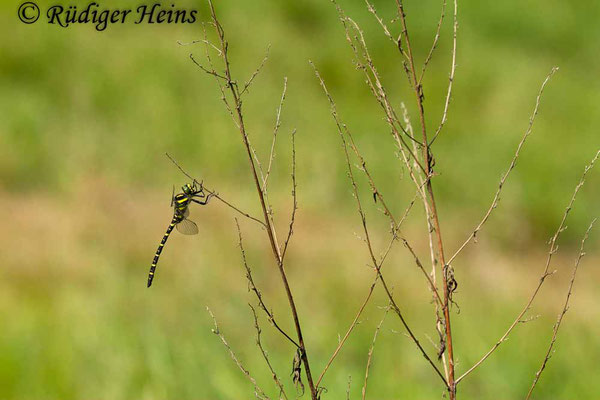 Cordulegaster boltonii (Zweigestreifte Quelljungfer) Männchen, 1.6.2018