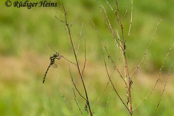 Cordulegaster boltonii (Zweigestreifte Quelljungfer) Männchen, 1.6.2018