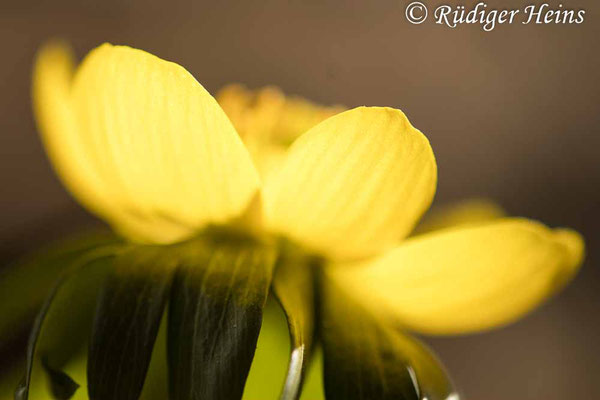 Winterling (Eranthis hyemalis), 22.2.2021