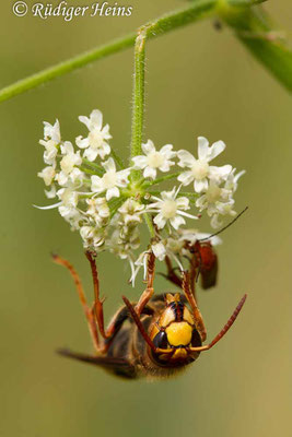 Vespa crabro (Hornisse), 3.8.2019