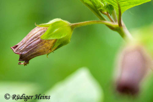 Atropa belladonna (Schwarze Tollkirsche), 14.6.2012