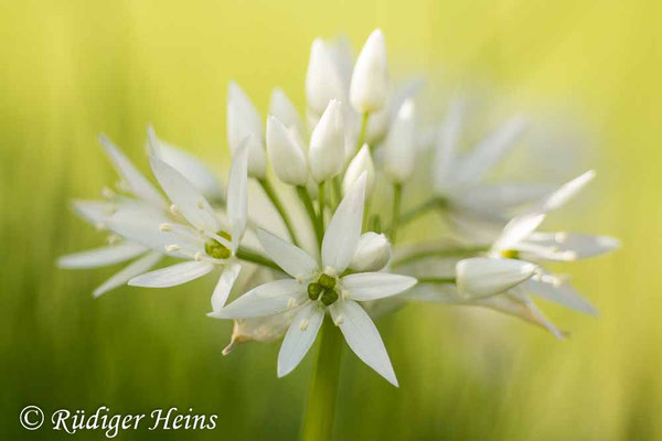 Allium ursinum (Bärlauch), 11.5.2016