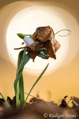 Galanthus nivalis (Schneeglöckchen)