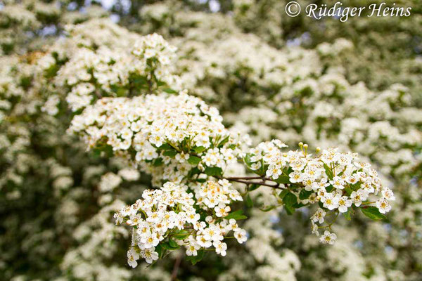 Crataegus monogyna (Eingriffeliger Weißdorn), 15.5.2019