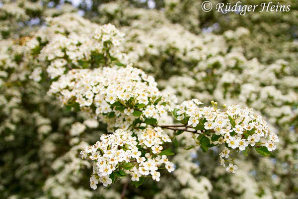 Crataegus monogyna (Eingriffeliger Weißdorn)