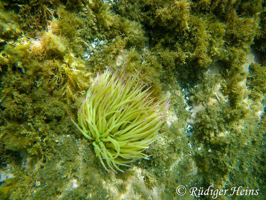 Anemonia sulcata (Wachsrose)