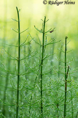 Equisetum fluviatile (Teich-Schachtelhalm), 11.6.2017