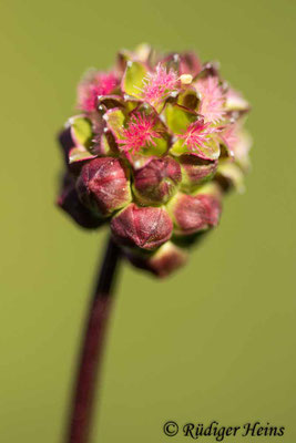 Sanguisorba minor (Kleiner Wiesenknopf)