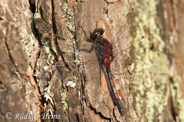 Leucorrhinia rubicunda (Nordische Moosjungfer) Männchen, 5.5.2011