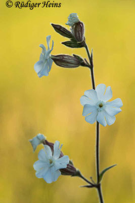 Silene latifolia (Weiße Lichtnelke), 26.6.2020