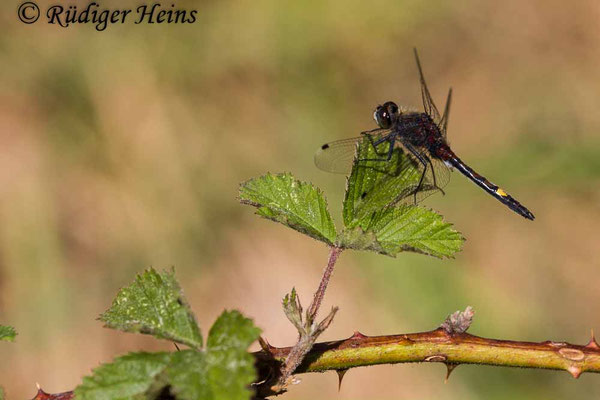 Leucorrhinia pectoralis (Große Moosjungfer) Männchen, 21.5.2018